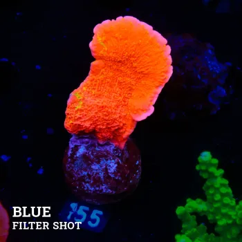 Montipora 'WWC Sunfire Graftet'