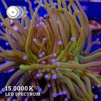 VDS - Holy Grail Torch 'US Style'