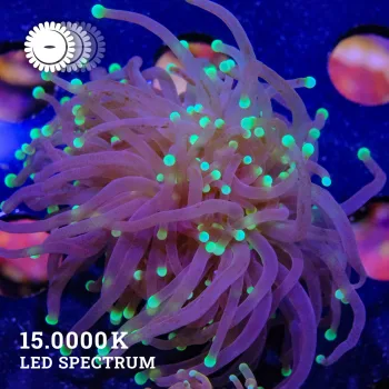 VDS – Euhpyllia glabrescens, B-Ware