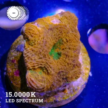 VDS - Acanthastrea Echinata 'Orange & Green'