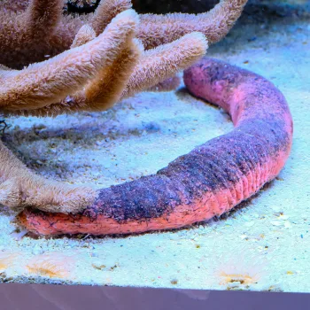 Essbare Seegurke (Holothuria edulis)