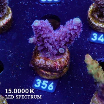 Acropora 'Blue & Green'