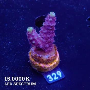 Acropora 'Blue & Green Tips'