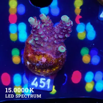 Acropora 'Blue & Green Tips'