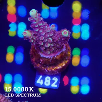 Acropora 'Blue & Green Tips'