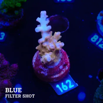 Acropora 'Blue Tip'