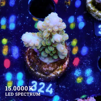 Acropora 'Bronce Rims'