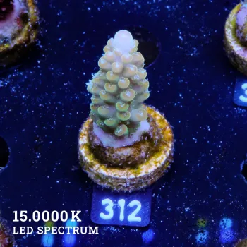 Acropora 'Bronce Rims'