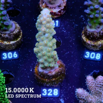 Acropora 'Bronce Rims'