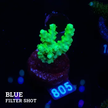 Acropora Chesterfieldensis