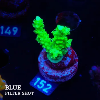 Acropora Chesterfieldensis