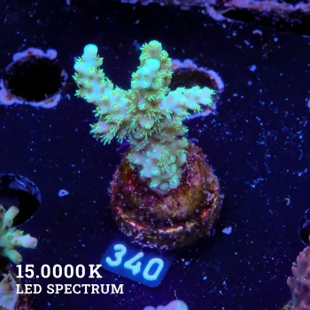 Acropora Chesterfieldensis