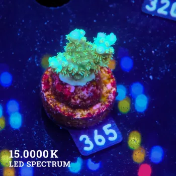 Acropora Chesterfieldensis