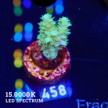 Acropora Chesterfieldensis