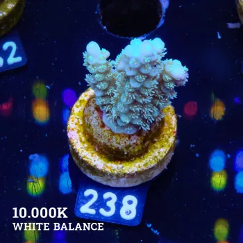 Acropora Chesterfieldnesis