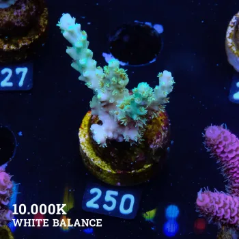 Acropora Chesterfieldnesis