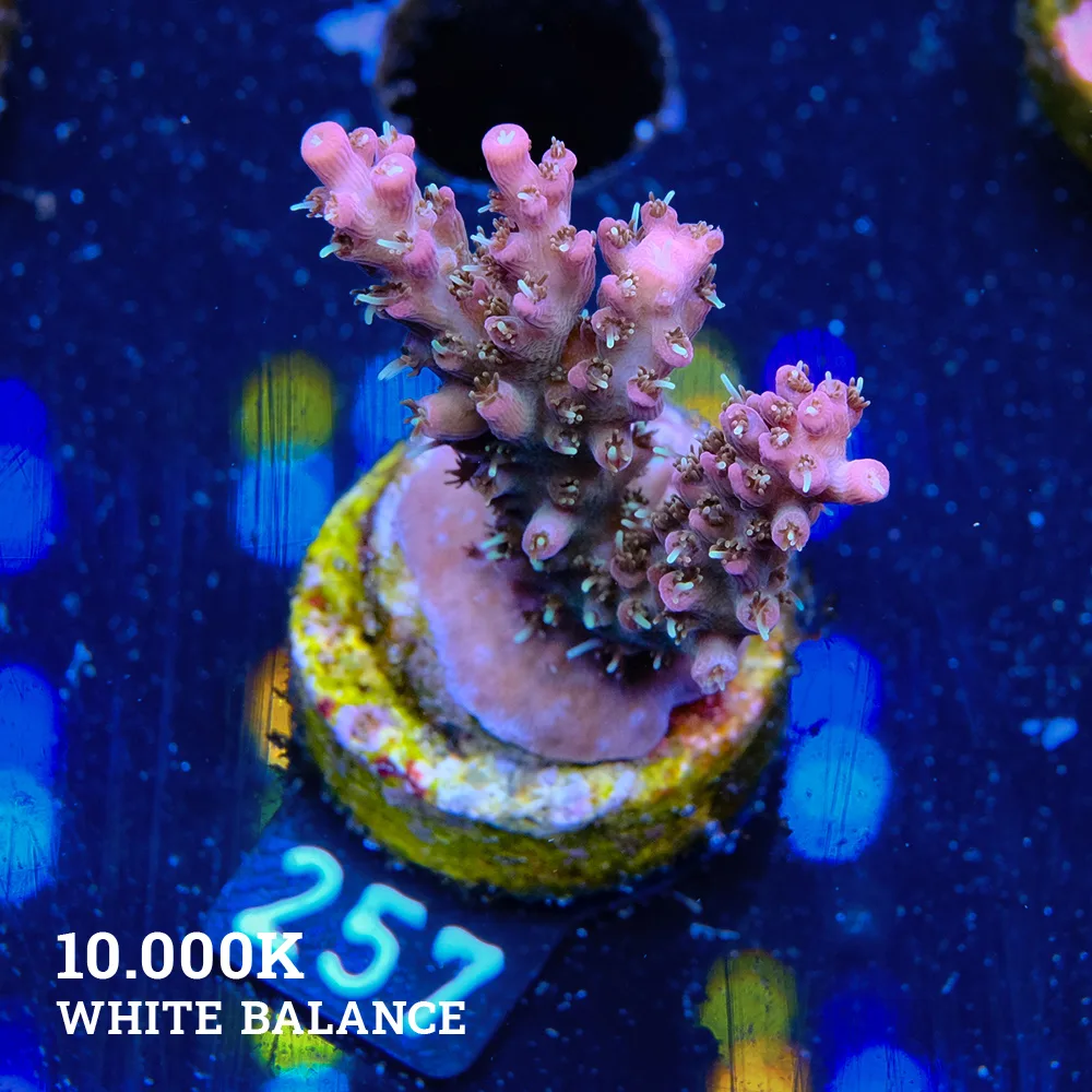 Acropora 'Confetti