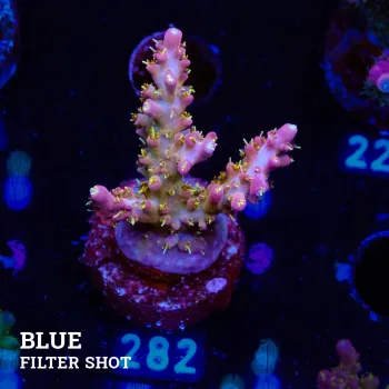 Acropora 'Confetti