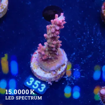 Acropora 'Confetti