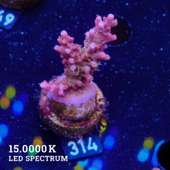 Acropora 'Confetti