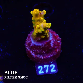 Acropora 'Gold Finger' (doigt d'or)'