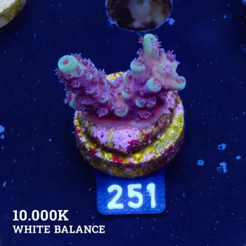 Acropora 'Green & Purple'