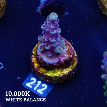 Acropora 'Green & Purple'