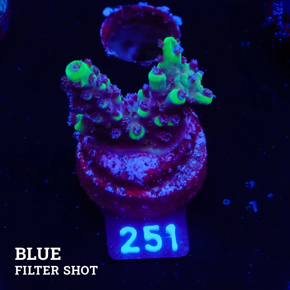 Acropora 'Verde y púrpura'