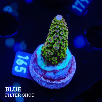 Acropora 'Holy Glowy'