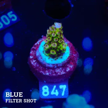 Acropora 'Holy Glowy'