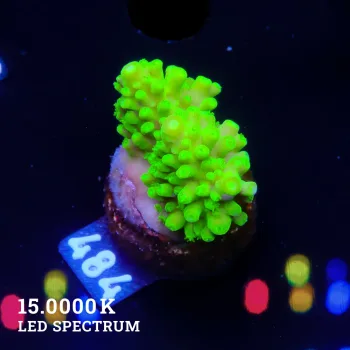 Acropora Humilis 'Neon'