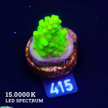 Acropora Humilis 'Neon' S