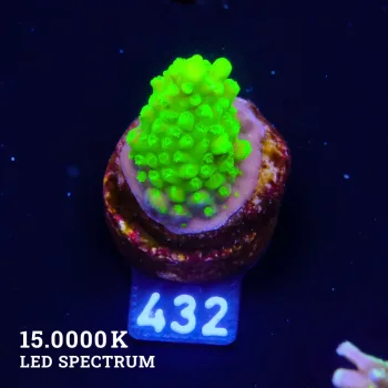Acropora Humilis 'Neon' S