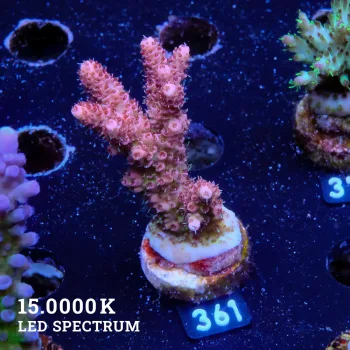 Acropora Hyacinthus