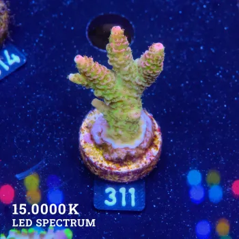 Acropora Hyacinthus