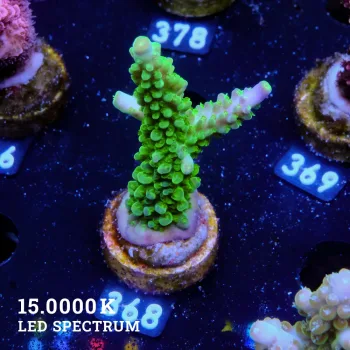 Acropora 'Joker'