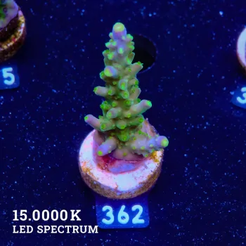Acropora 'Joker'