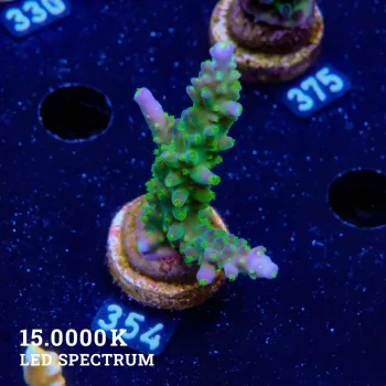 Acropora 'Joker'