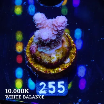 Acropora Millepora 'Blue'