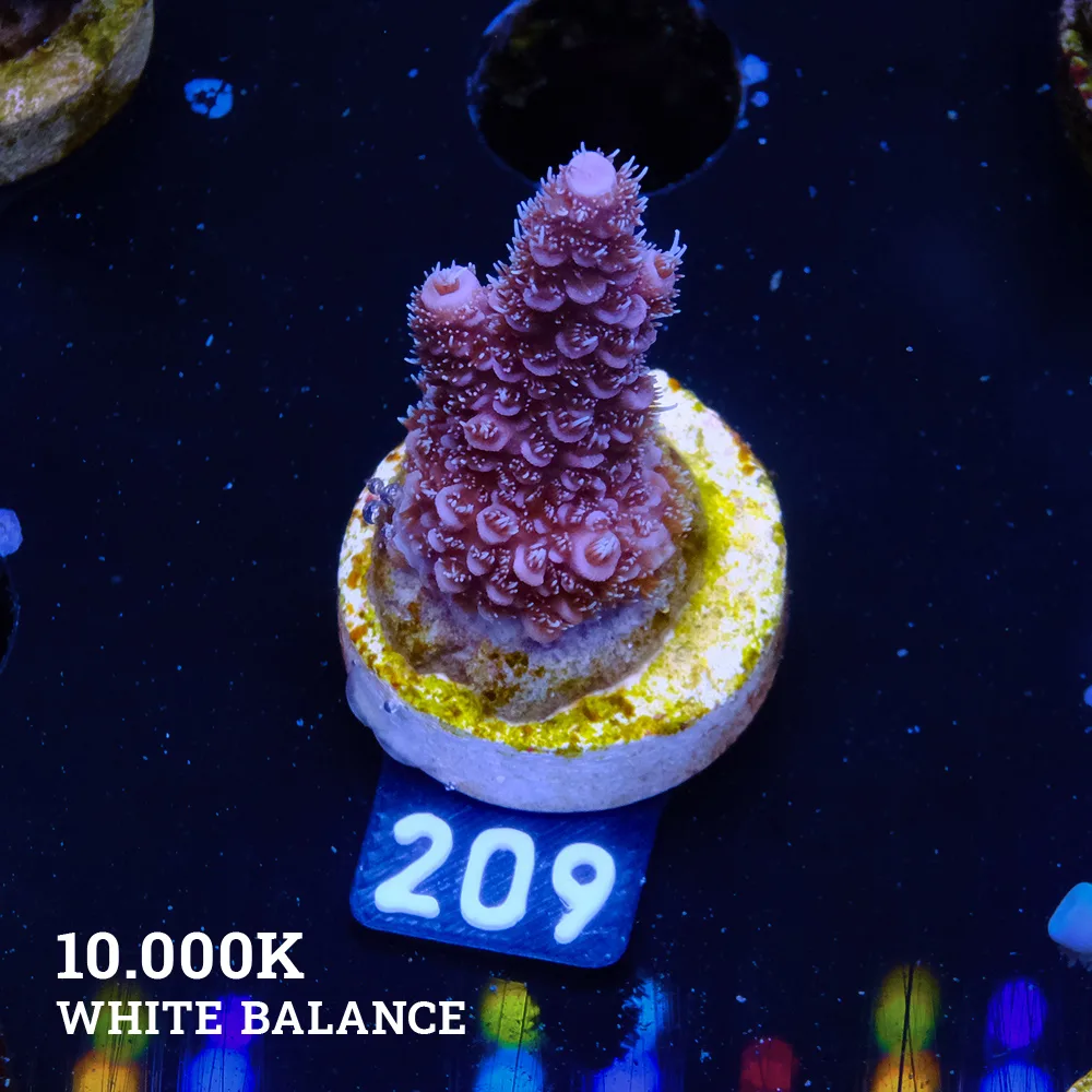 Acropora Millepora 'Blue'