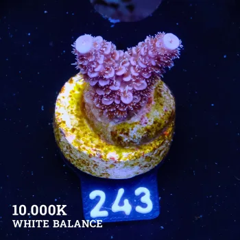 Acropora Millepora 'Blue'