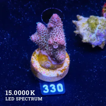 Acropora Millepora 'Blue-ish'