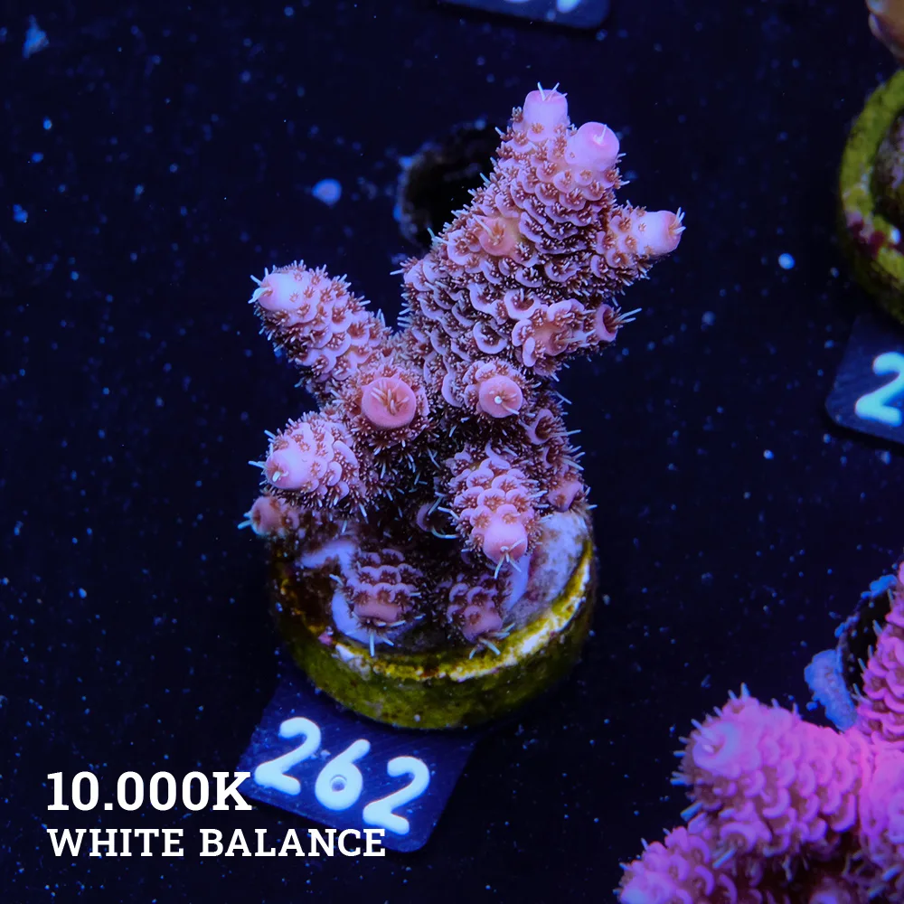 Acropora Millepora 'Dirty Blue' (bleu sale)'