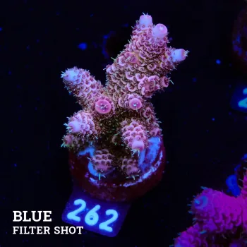 Acropora Millepora 'Dirty Blue'