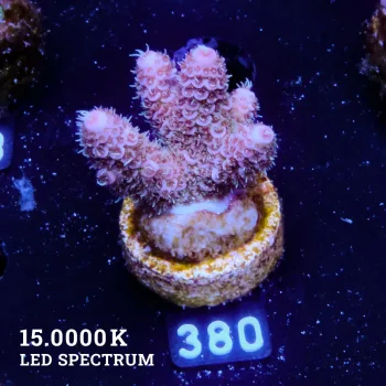 Acropora Millepora