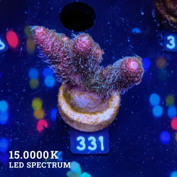 Acropora Millepora 'Fuzzy Purple'