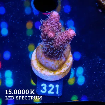 Acropora Millepora 'Fuzzy Purple'