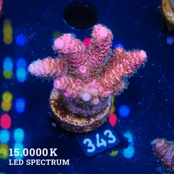 Acropora Millepora 'Fuzzy Purple'