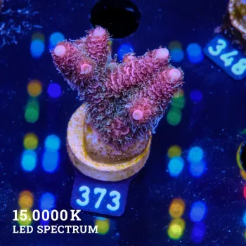 Acropora Millepora 'Fuzzy Purple'
