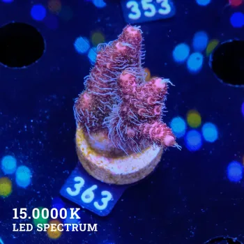 Acropora Millepora 'Fuzzy Purple'